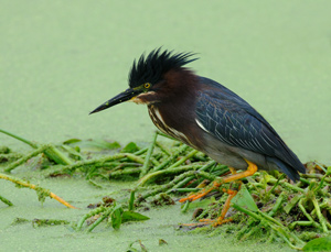 Green Heron by Peter Marr
