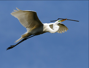 White Egret by Peter Marr