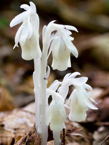 Indian Pipe in Spring by Susan C. Larkin