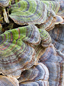 Turkey-Tail Mushrooms by Susan C Larkin