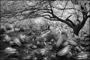 Cactus Garden by Jim Dusen