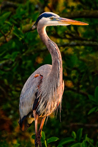 Blue Heron by Fred Kellerman