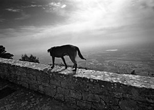 Enriche Sicily by Joel Krenis