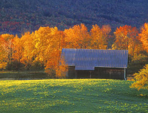 Morning Light by Phyllis Thompson