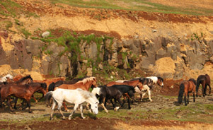 Icelandic Horses by Thomas Barker