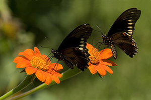 Feeding Swallowtail Pair by Lauren Smith