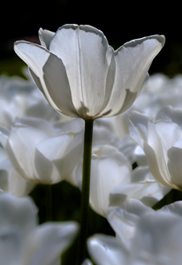 Standing Alone by Steve Levinson