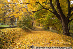 Yellow Leaf Road by Sheridan Vincent