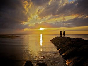 Cape Cod Companions by Ron Weetman