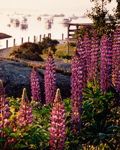 Lupines at Stonington Harbor by Phyllis Thompson