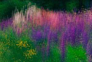 Field of Lupines by Phyllis Thompson