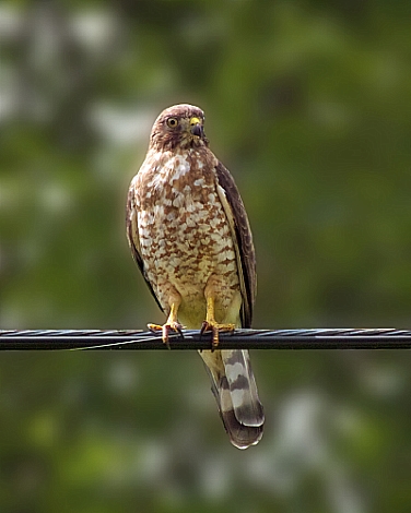 Broad-Winged Hawk by Carl Crumley