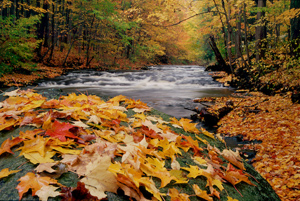 Autumn Leaves on Beaver Meadow Creek by Gary Thompson