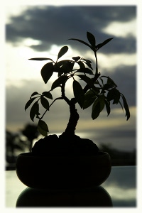 Maui Bonsai by Jeff Mills