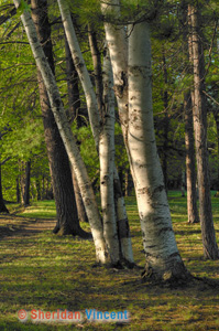 The Birch Family by Sheridan Vincent