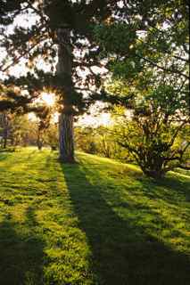 Shadow through the Austrian Pine by Phyllis Thompson