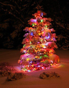 Christmas Tree, Pittsford, NY by Carl Crumley