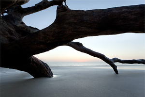 Jekyl Island by Steve Malloy Desormeaux