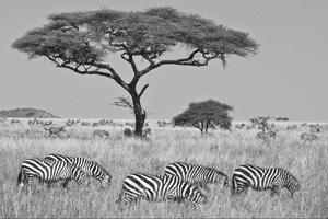 Zebras Five in front of Acacia BW by Ted Tatarzyn