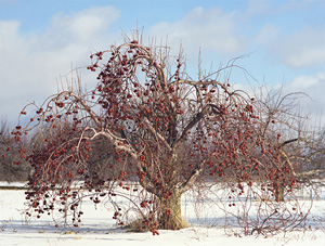 Frozen Fruit by Honey DeLapa