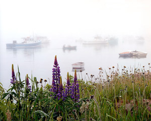 Lupines and Boats in Fog by Gary Thompson
