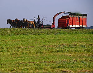 Gathering Hay by Carl Crumley