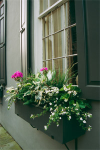 Charleston Window Box by Phyllis Thompson