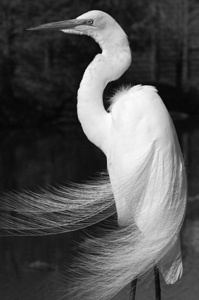 Great Egret by Archie Curry