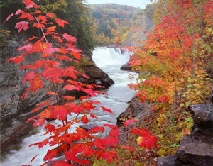 Autumn at the Lower Falls by Gary Thompson