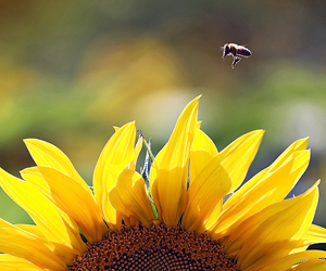 Bee and Sunflower by Carl Crumley