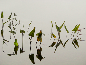 choreographed Reflections by Luann Pero