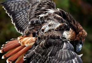 Frier-Red Tail Hawk