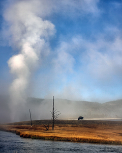 Buffalo and Geysers by Carl Crumley