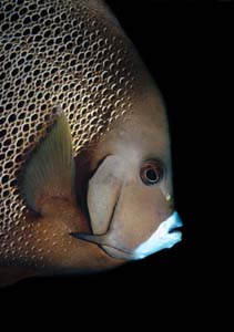 Gray Angelfish by Chip Evra