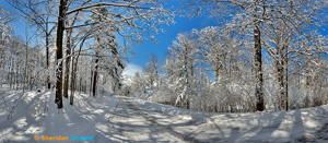 Seneca Park Road 2 by Sheridan Vincent