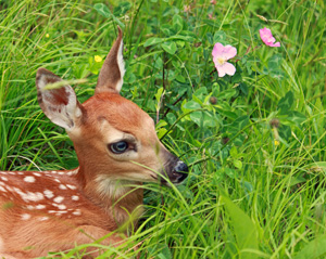 Small Blue Eyes by Bill Ragosta