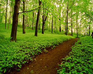 Trail to the Bluffs by Gary Thompson