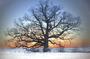 Nation Road Oak Tree by Joel Krenis