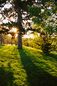 Shadow of the Austrian Pine by Phyllis Thompson