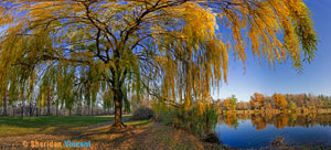 Seneca Park Willow by Sheridan Vincent