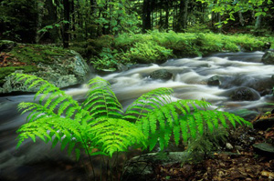 Fern at Charles Creek by Gary Thompson