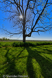 Spring Shadows by Sheridan Vincent