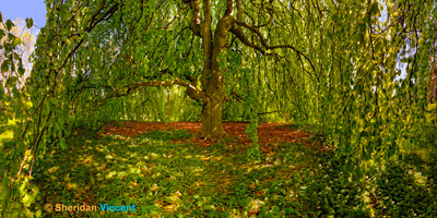 Beech-Linwood Gardens by Sheridan Vincent