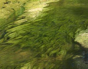 Swirling Weeds by Carl Crumley