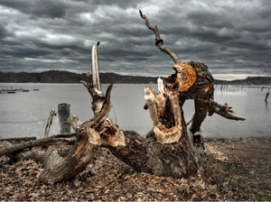 Chewed Willow by Jeno Horvath