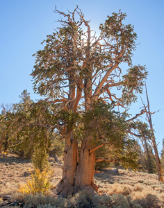 Ancient Bristlecone Pine by Carl Crumley