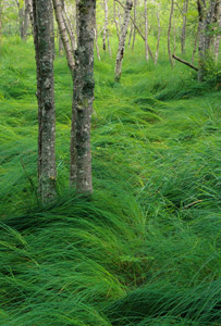 Waves of Grass by Phyllis Thompson