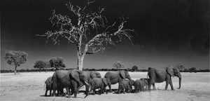 Mating Herd by Joel Krenis