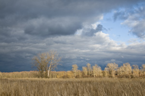 Montezuma Wildlife Preserve by Tom Dwyer