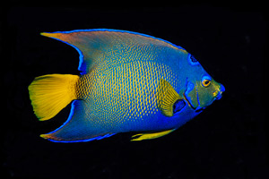 Queen Angelfish by Chip Evra